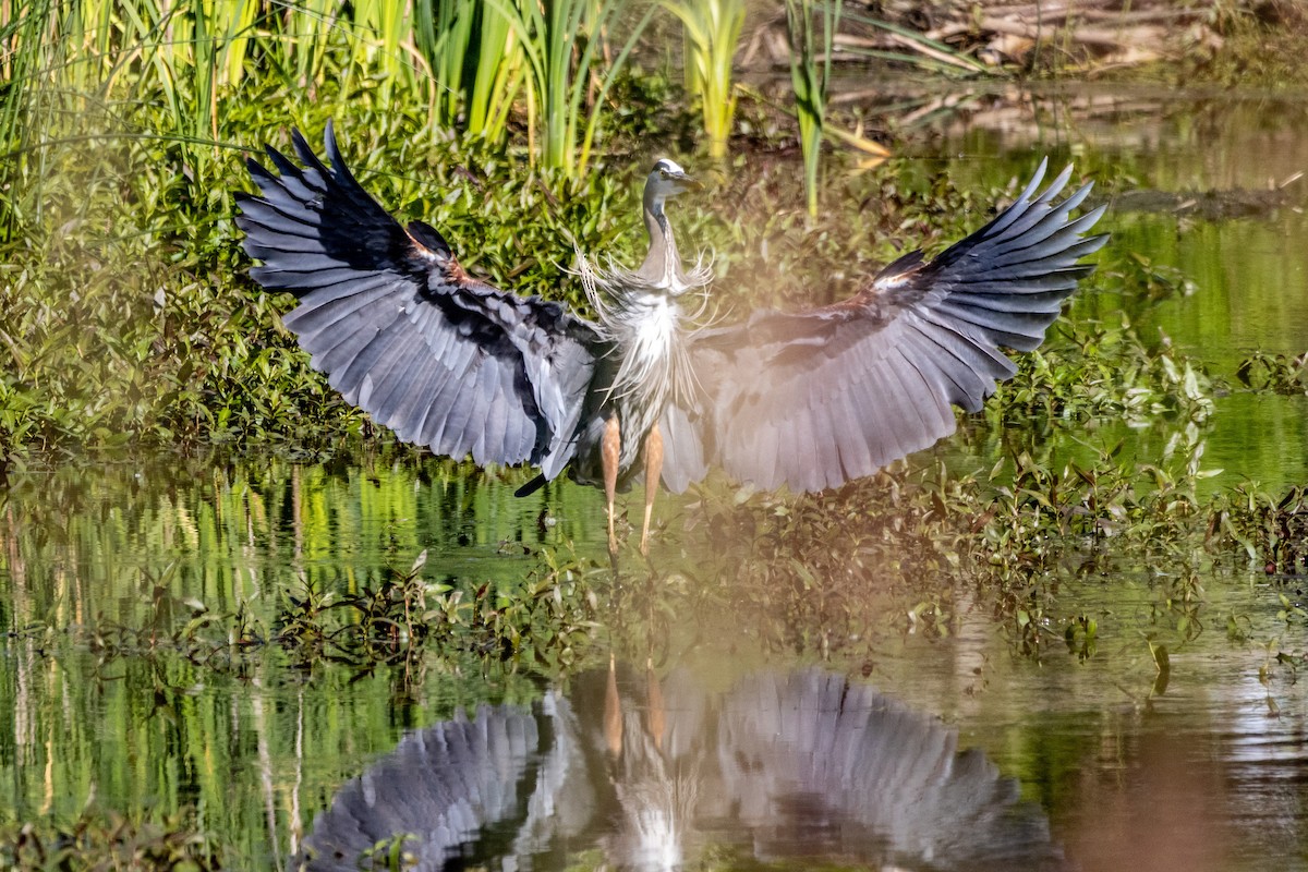 Great Blue Heron - ML659214891
