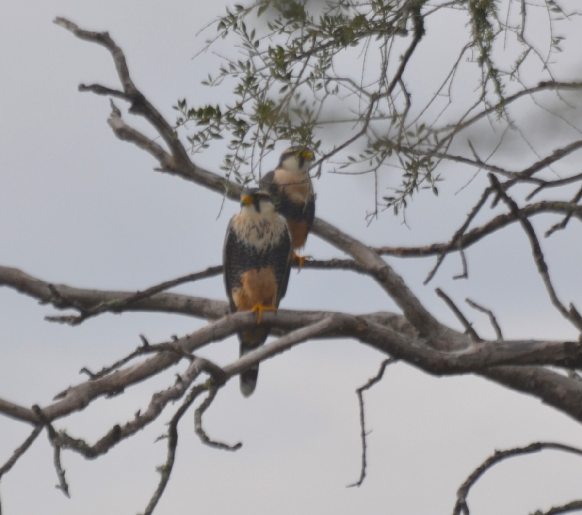 Aplomado Falcon - ML659214892