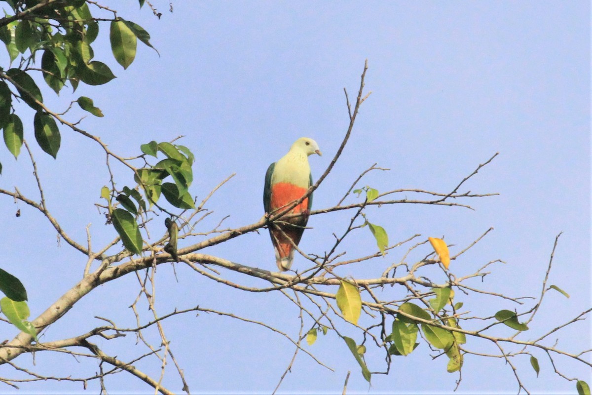 Silver-capped Fruit-Dove - ML65921551