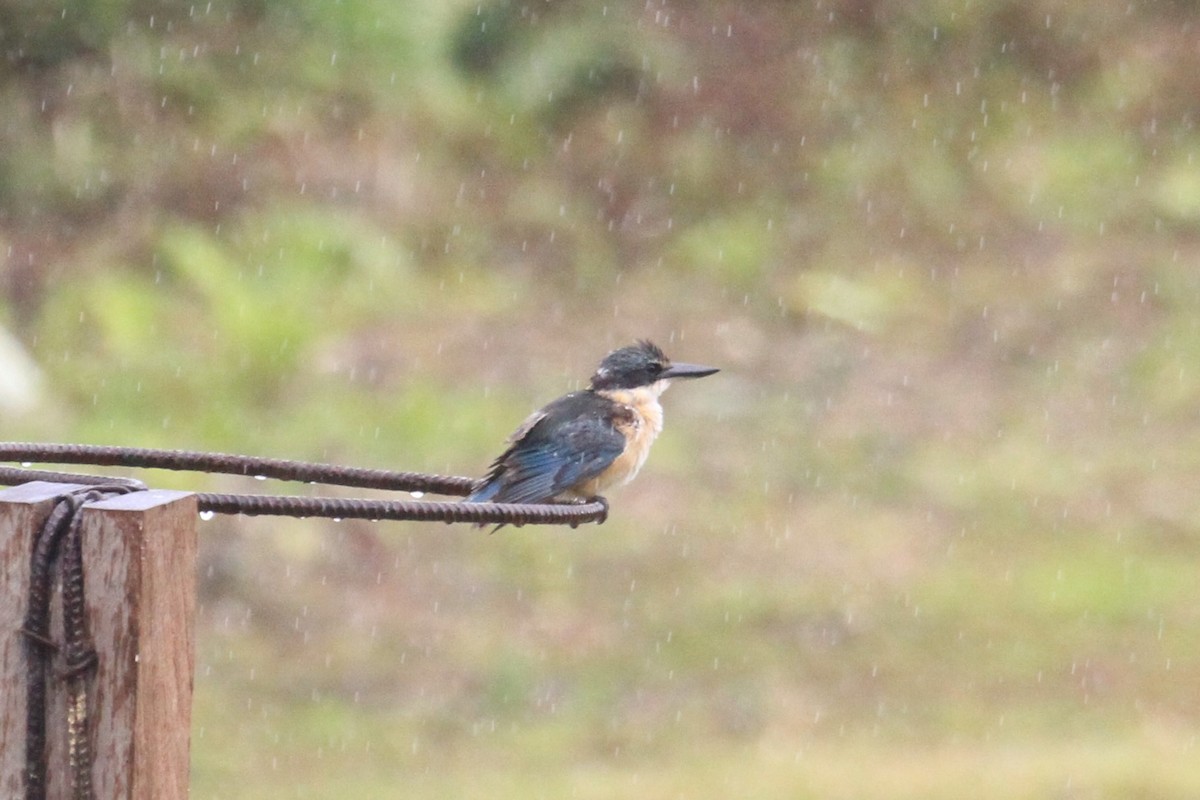 Sacred Kingfisher - Charles Davies