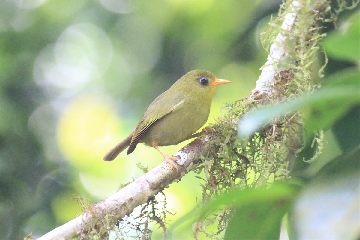 Rennell White-eye - Charles Davies