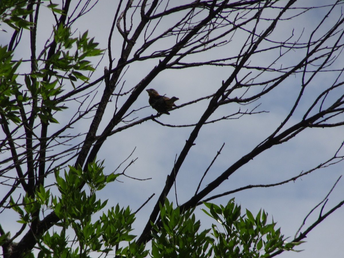 Cardinal à tête noire - ML659217382