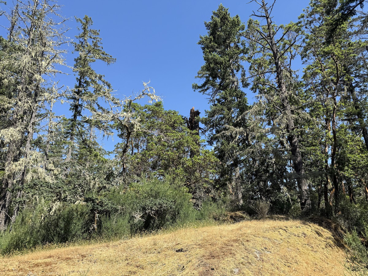 null - ML659217598