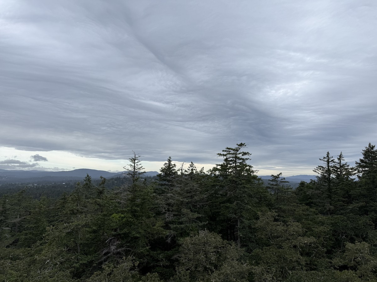 null - ML659217647