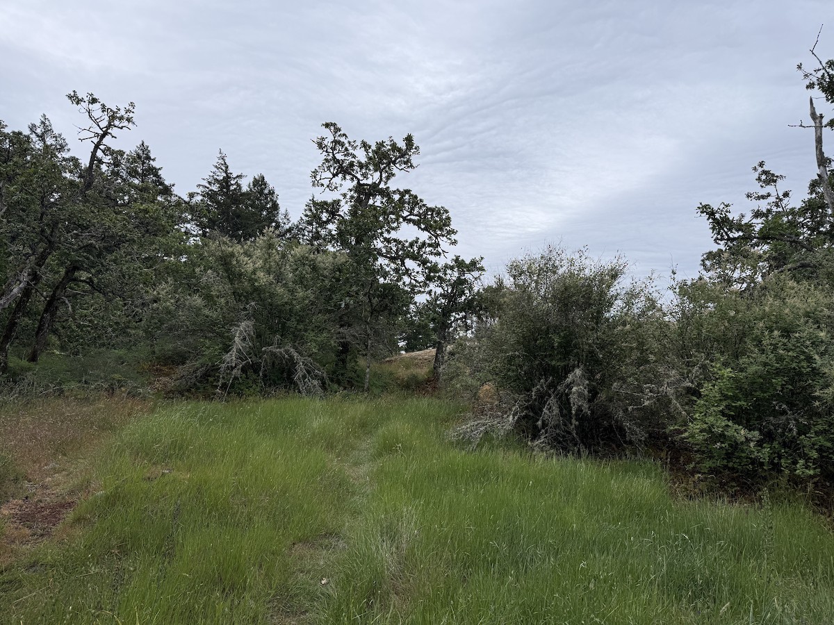 null - ML659217648