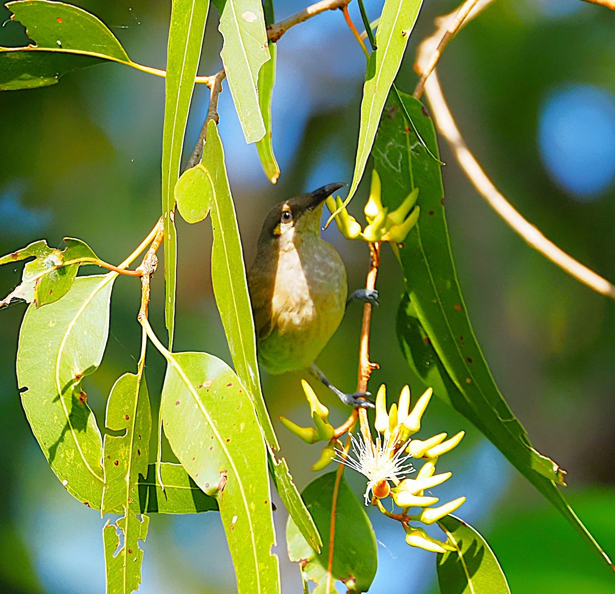Brown Honeyeater - ML659217715