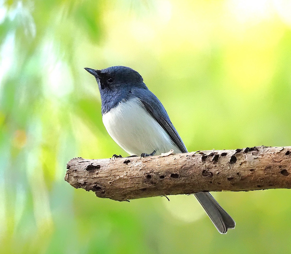 Leaden Flycatcher - ML659217726