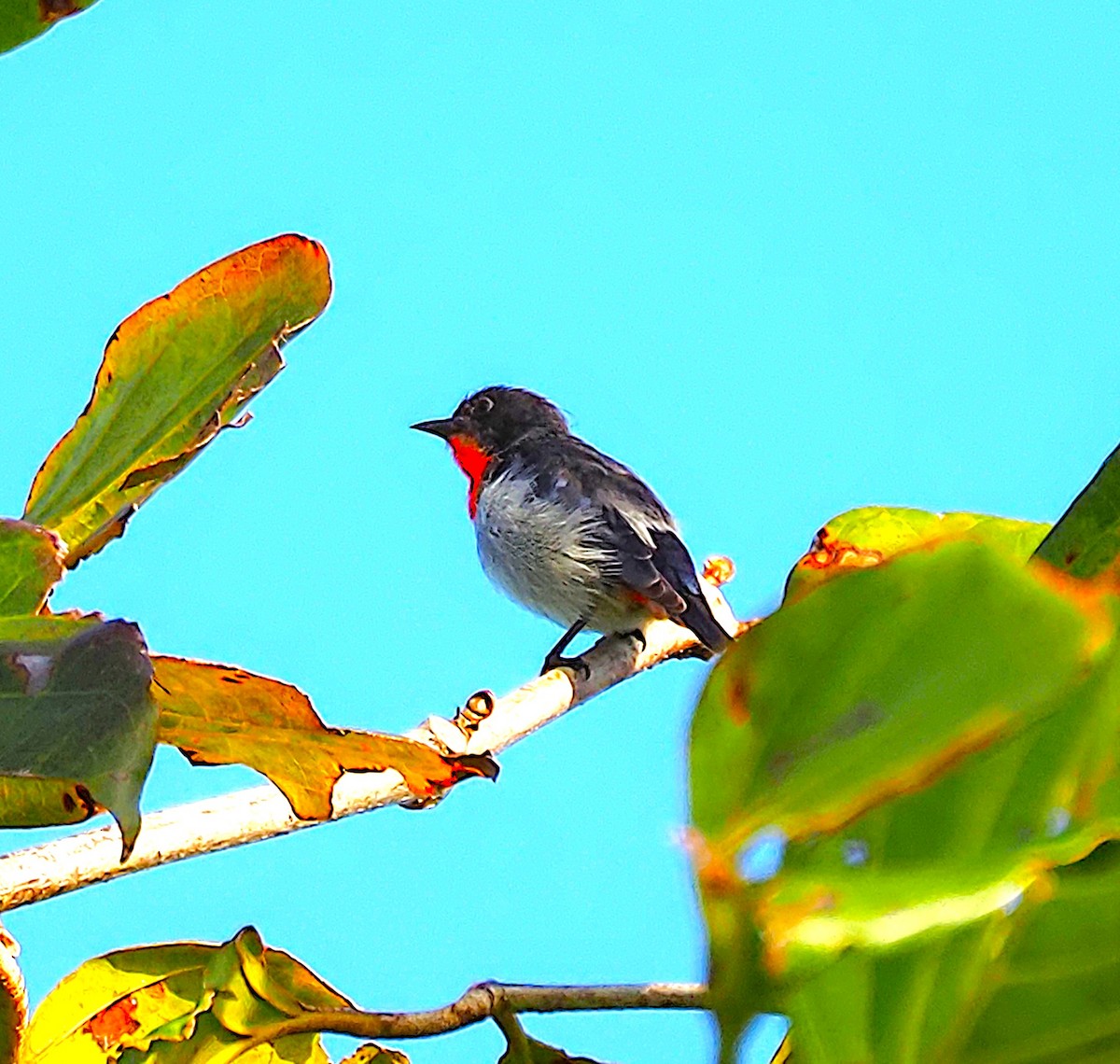 Mistletoebird - ML659217743