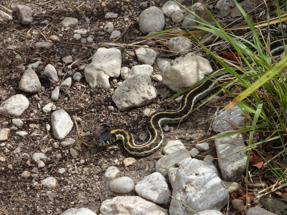Black-necked Garter Snake - ML659217752