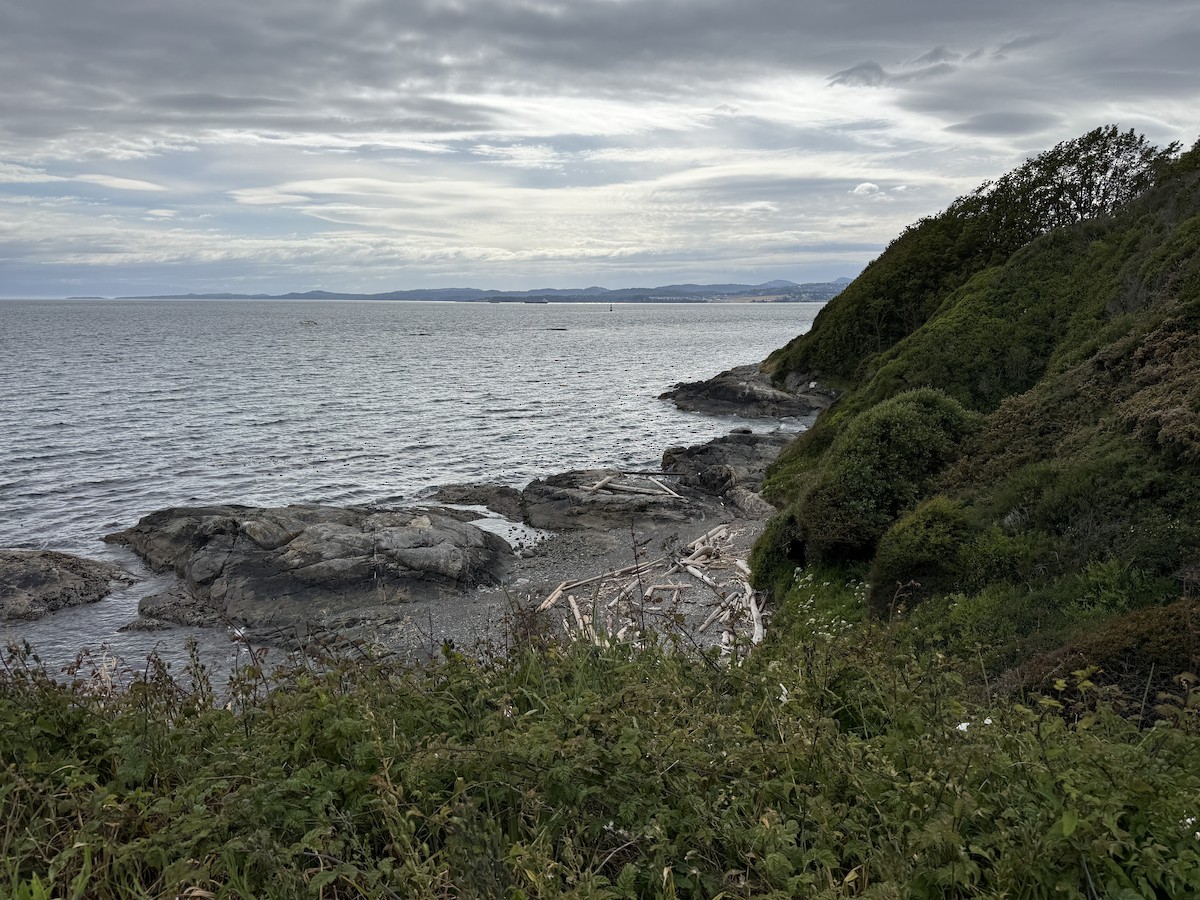 null - ML659217853