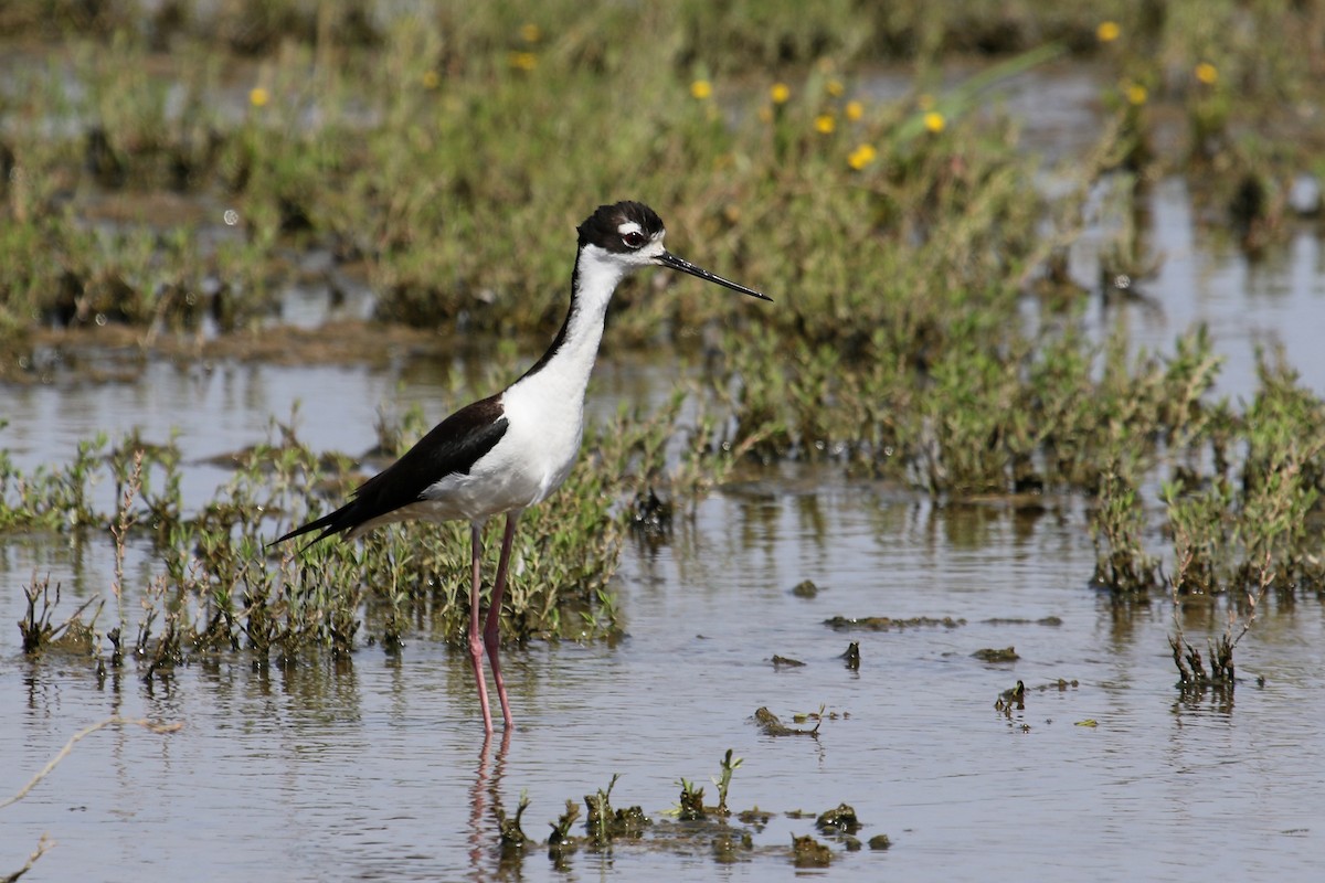 Black-necked Stilt - ML659217935