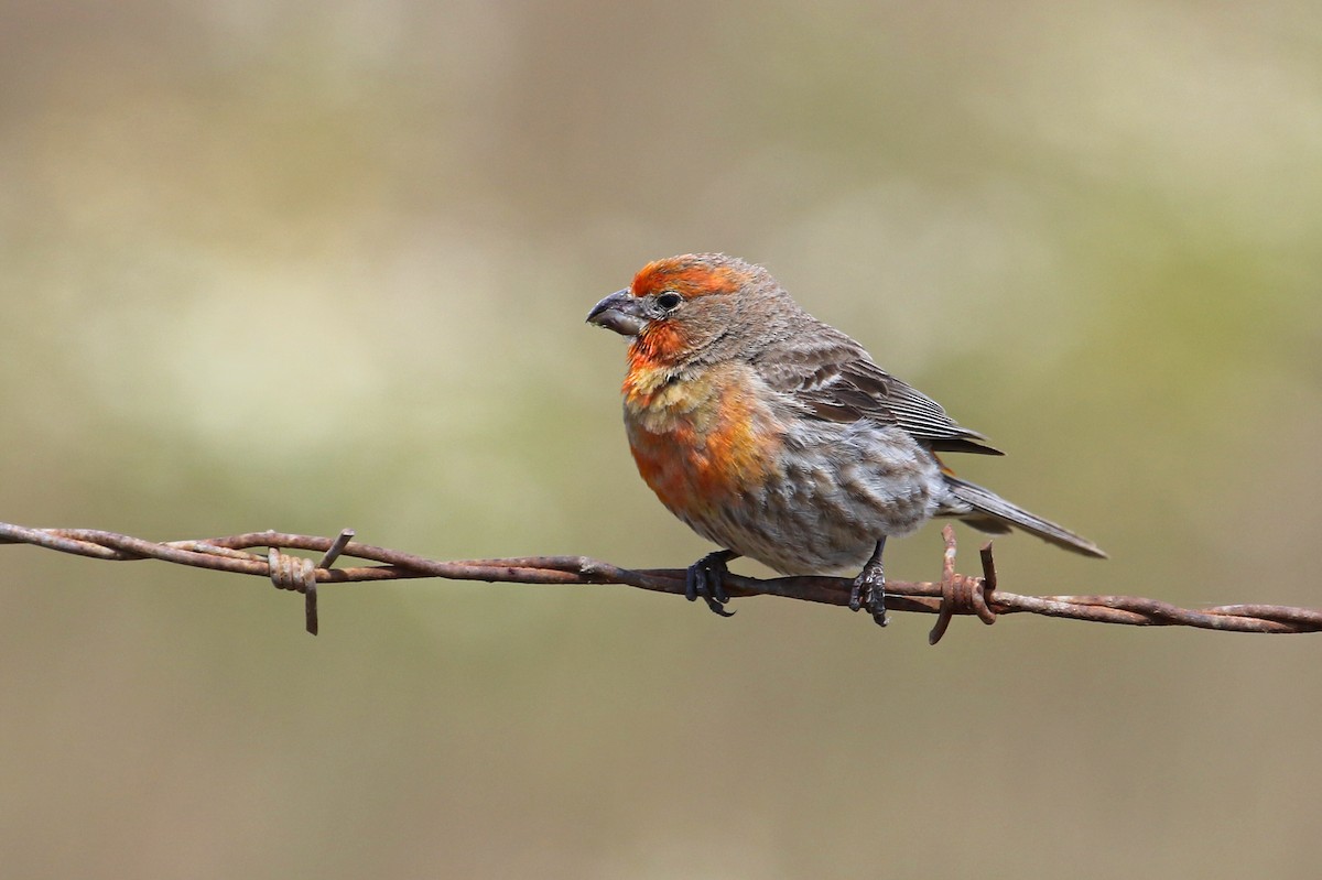 House Finch - ML659217952