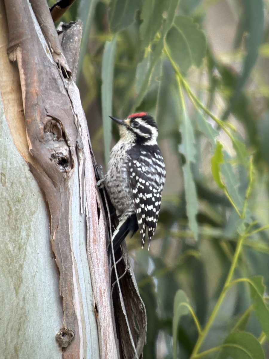 Nuttall's Woodpecker - ML659218188