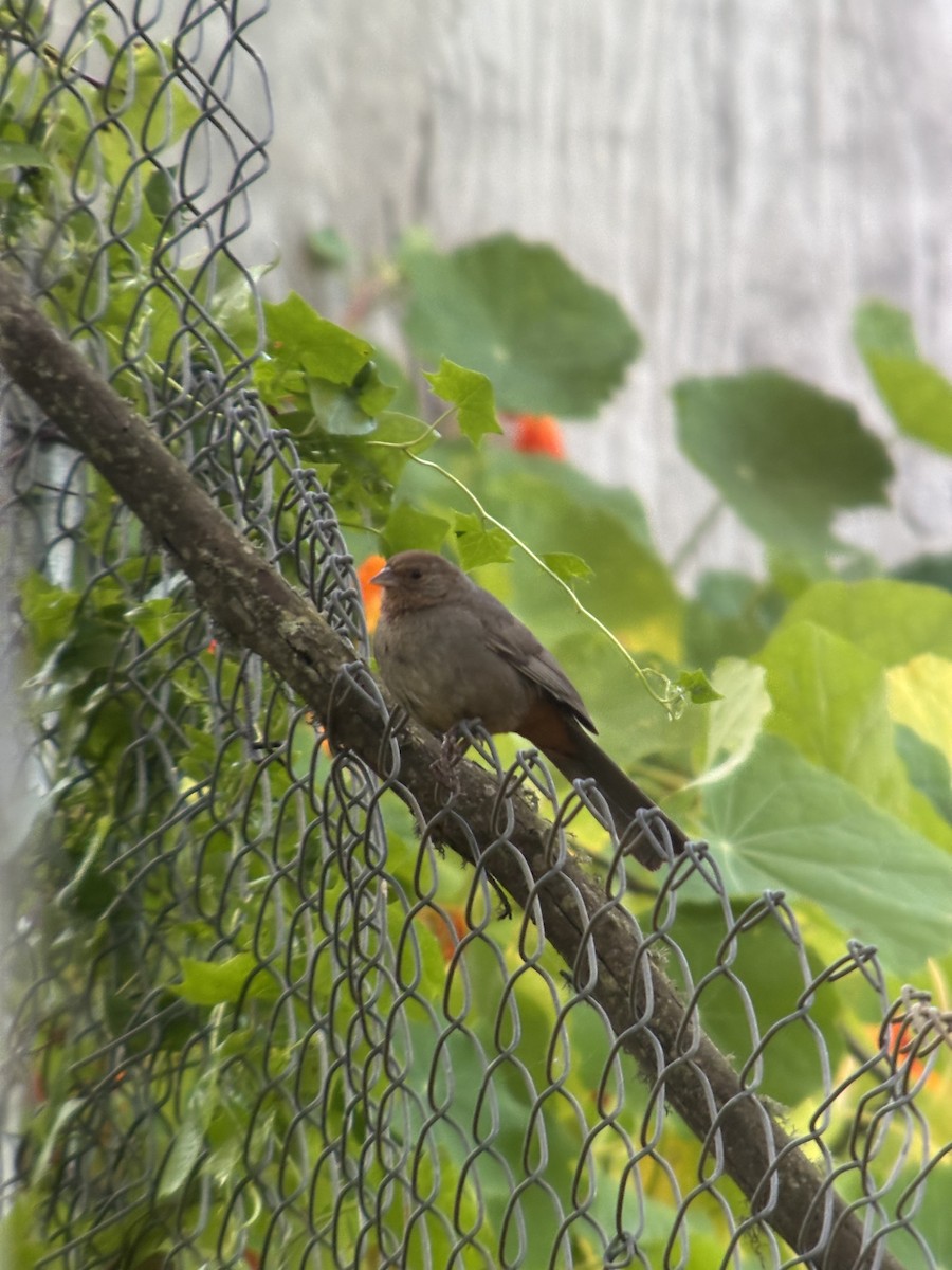 California Towhee - ML659218201