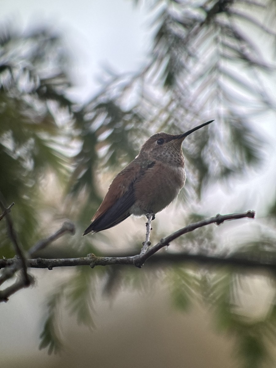 Allen's Hummingbird - ML659218209