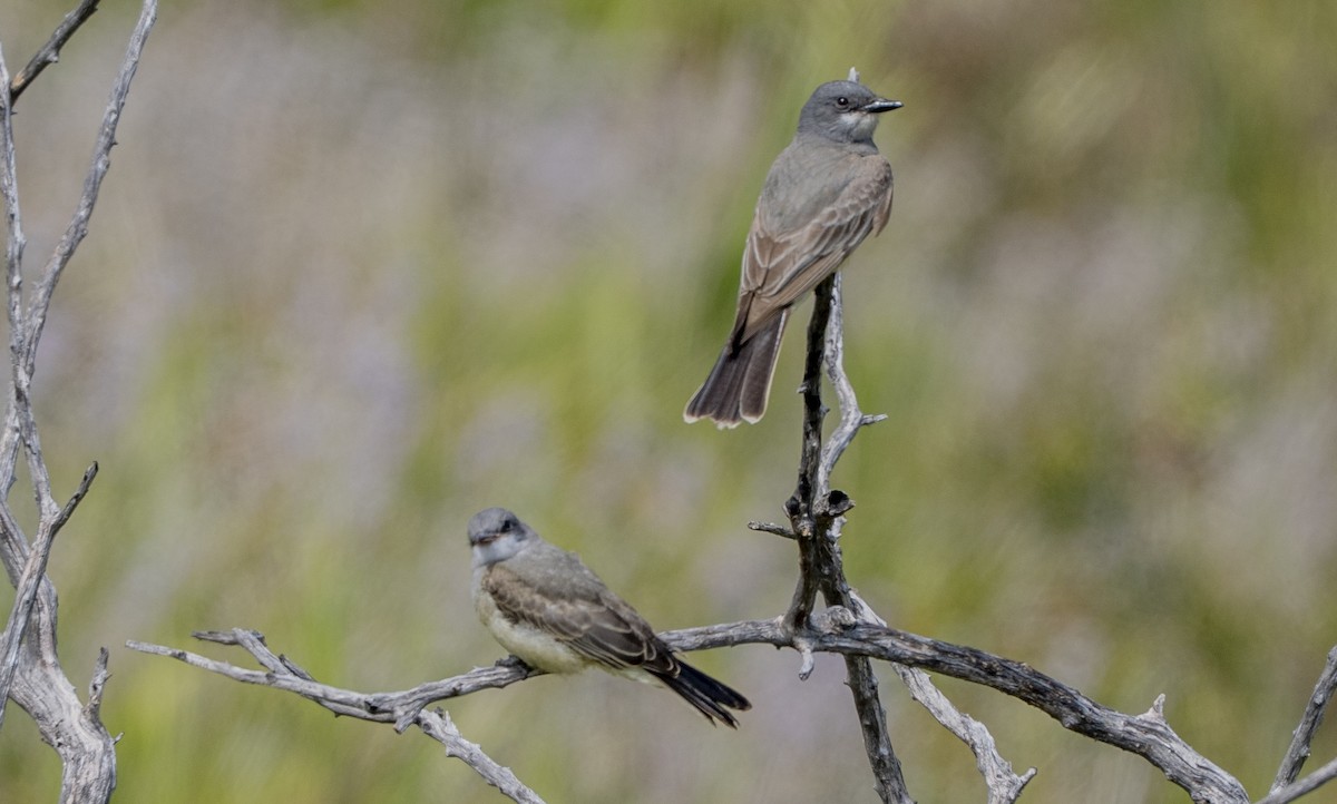 Cassin's Kingbird - ML659218284