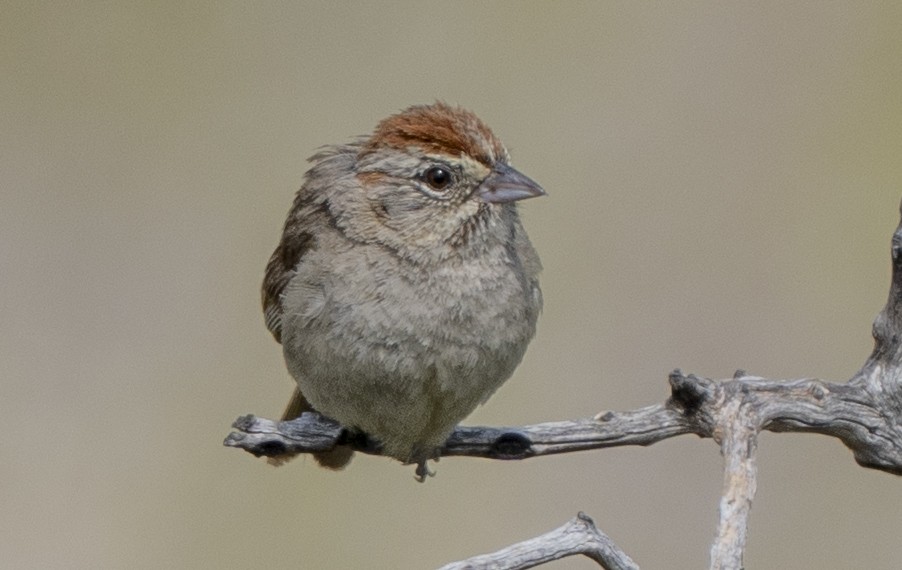 Rufous-crowned Sparrow - ML659218308