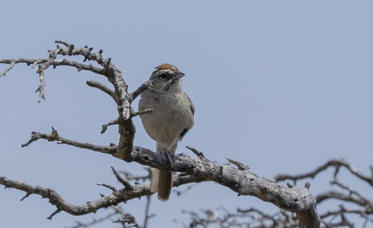 Rufous-crowned Sparrow - ML659218309