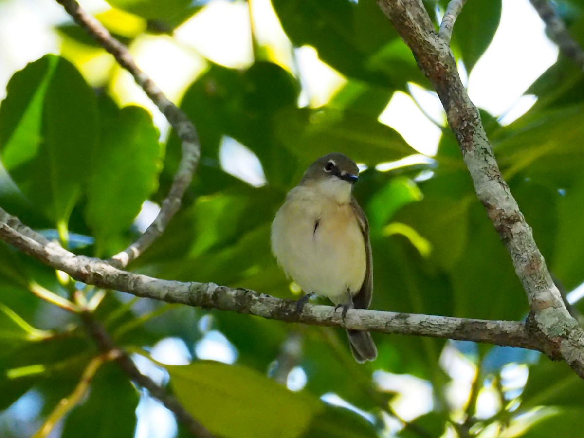 Large-billed Gerygone - ML65921881