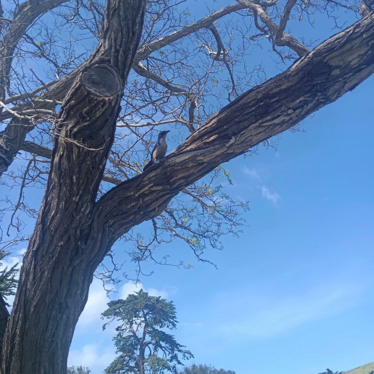 Island Scrub-Jay - ML659218884