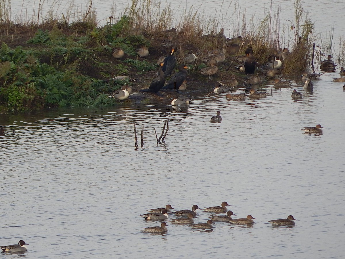 eBird Checklist - 10 Nov 2023 - Tualatin River NWR - 32 species