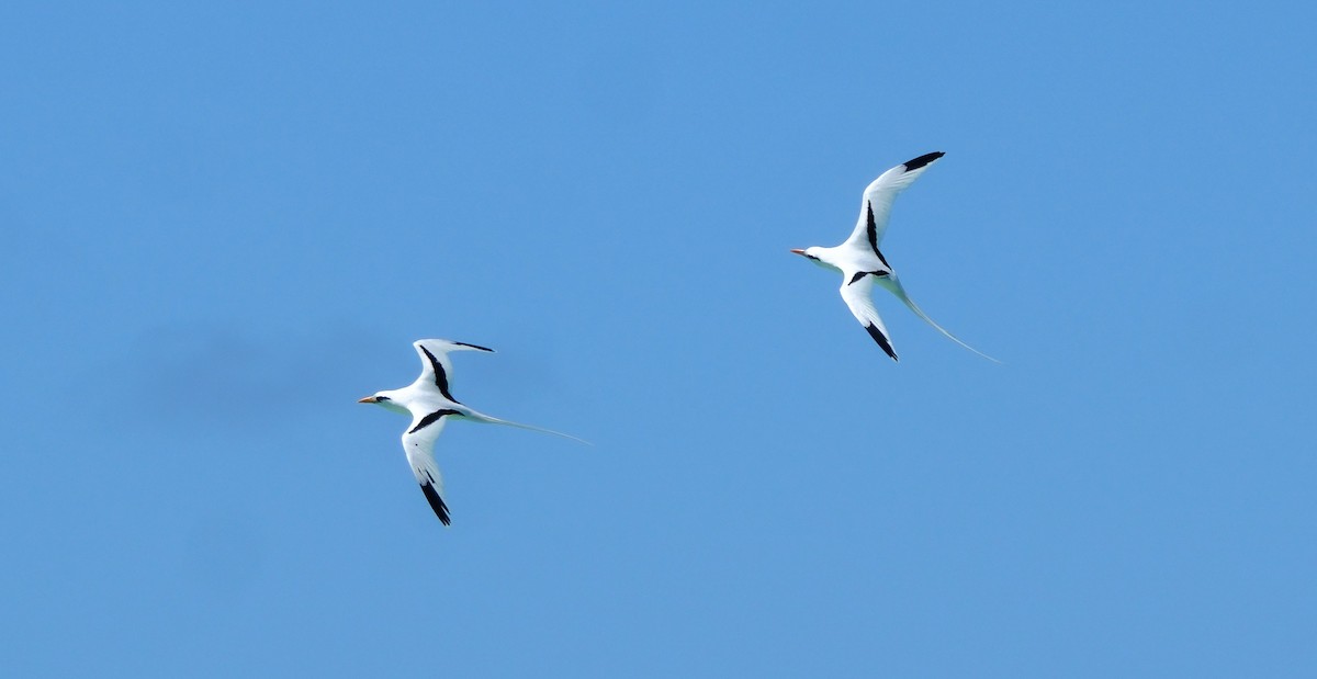 White-tailed Tropicbird - ML659219337