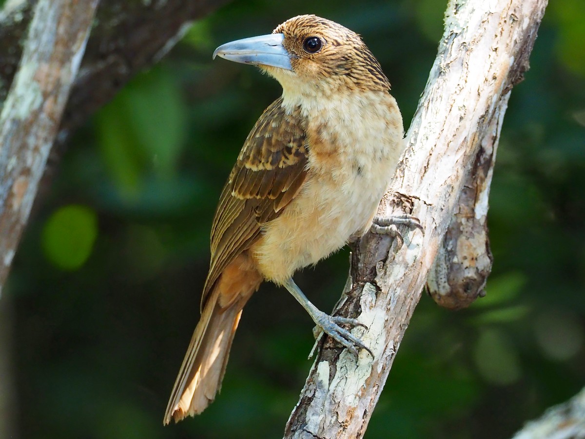 Black Butcherbird - ML65921981