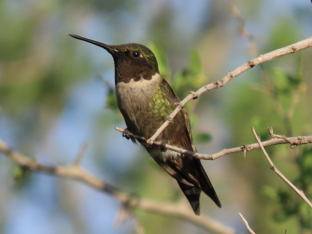 Ruby-throated Hummingbird - ML659220187