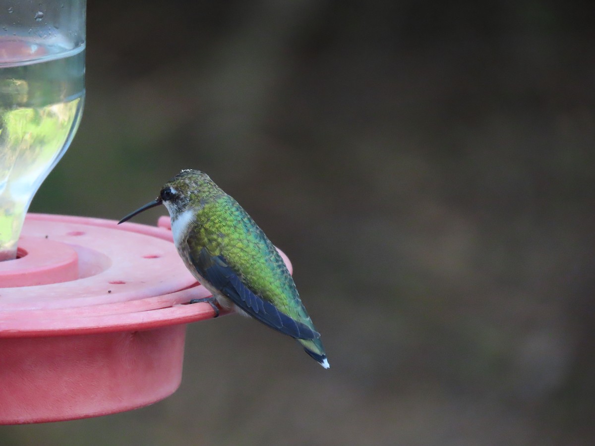 Ruby-throated Hummingbird - ML659220188