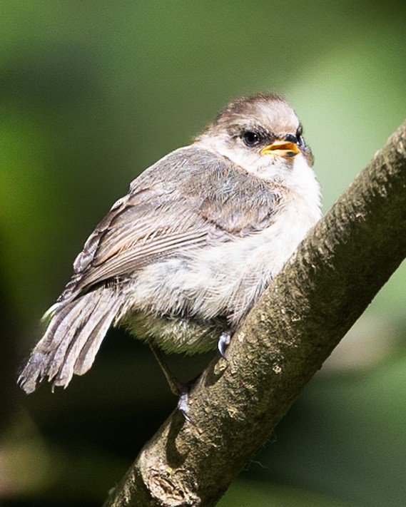 Bushtit - ML659220480