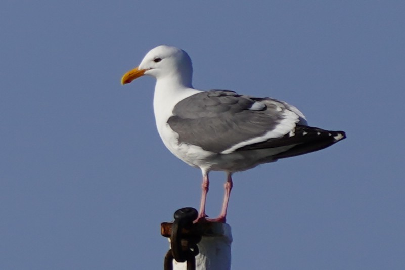 Western Gull - ML659220931