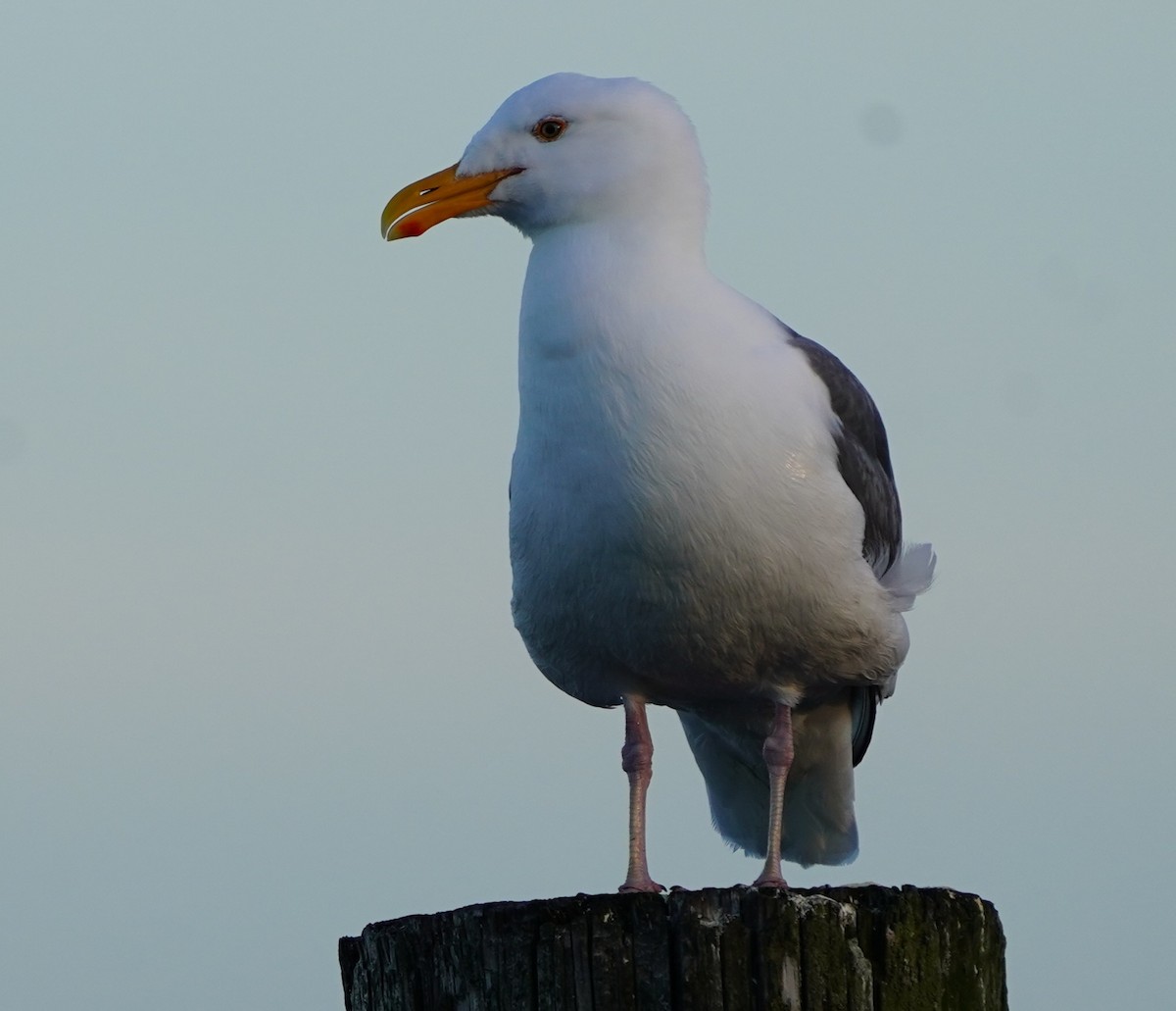 Western Gull - ML659220932