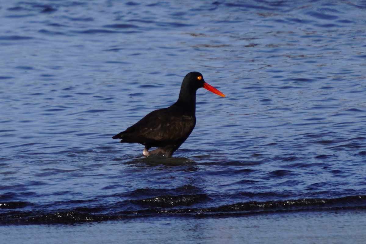 Black Oystercatcher - ML659221073