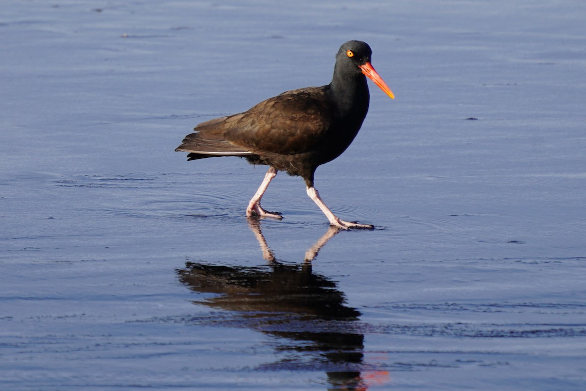 Black Oystercatcher - ML659221108