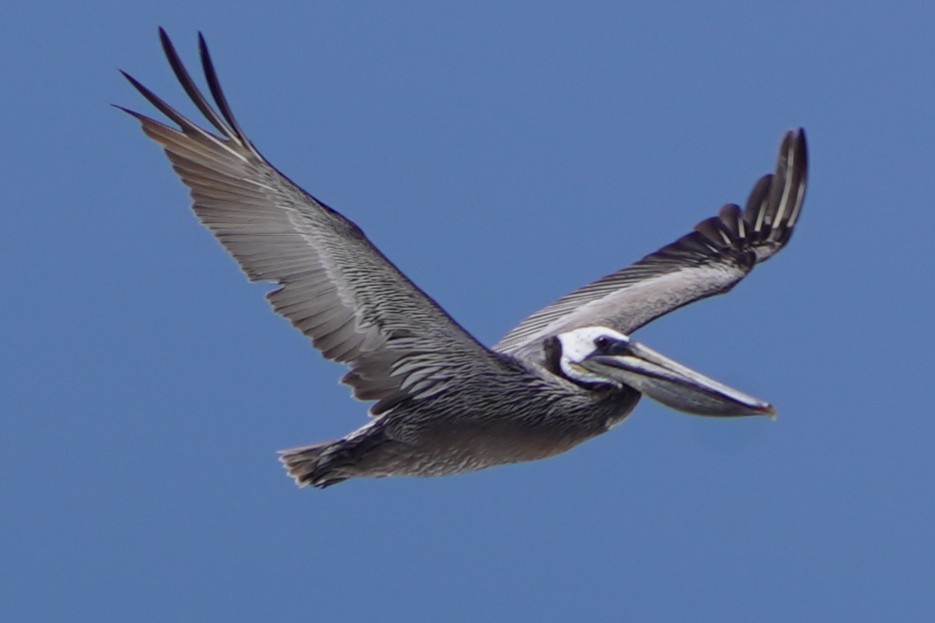 Brown Pelican - ML659221127