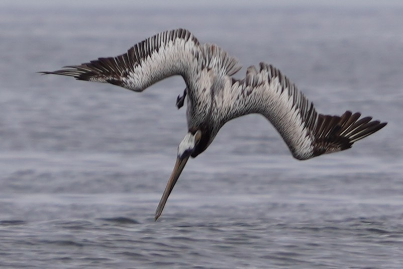 Brown Pelican - ML659221128