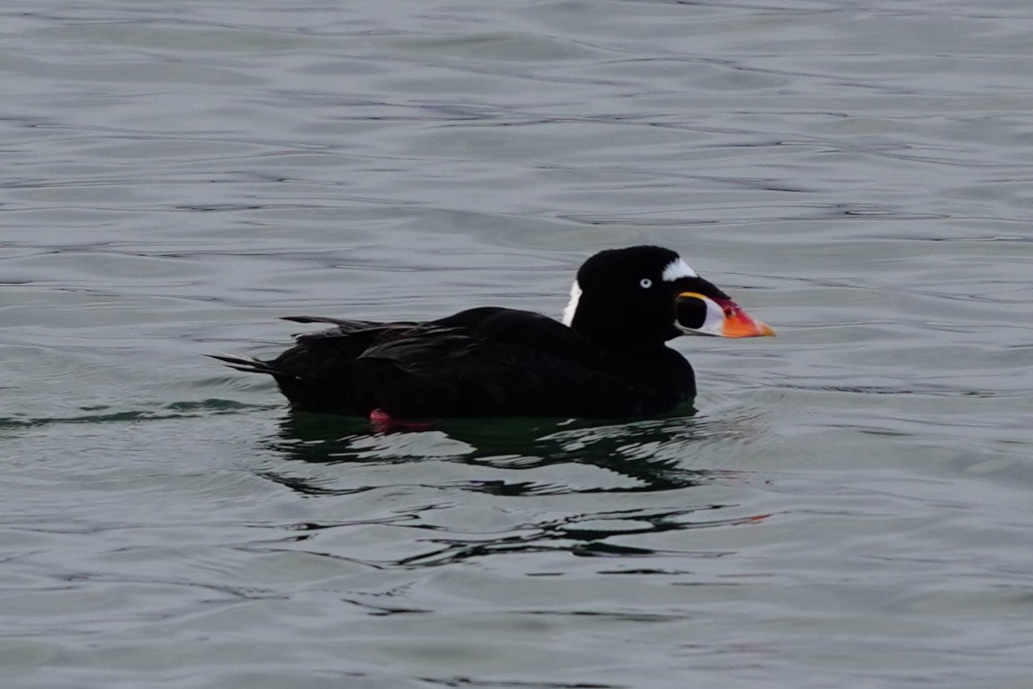 Surf Scoter - ML659221559