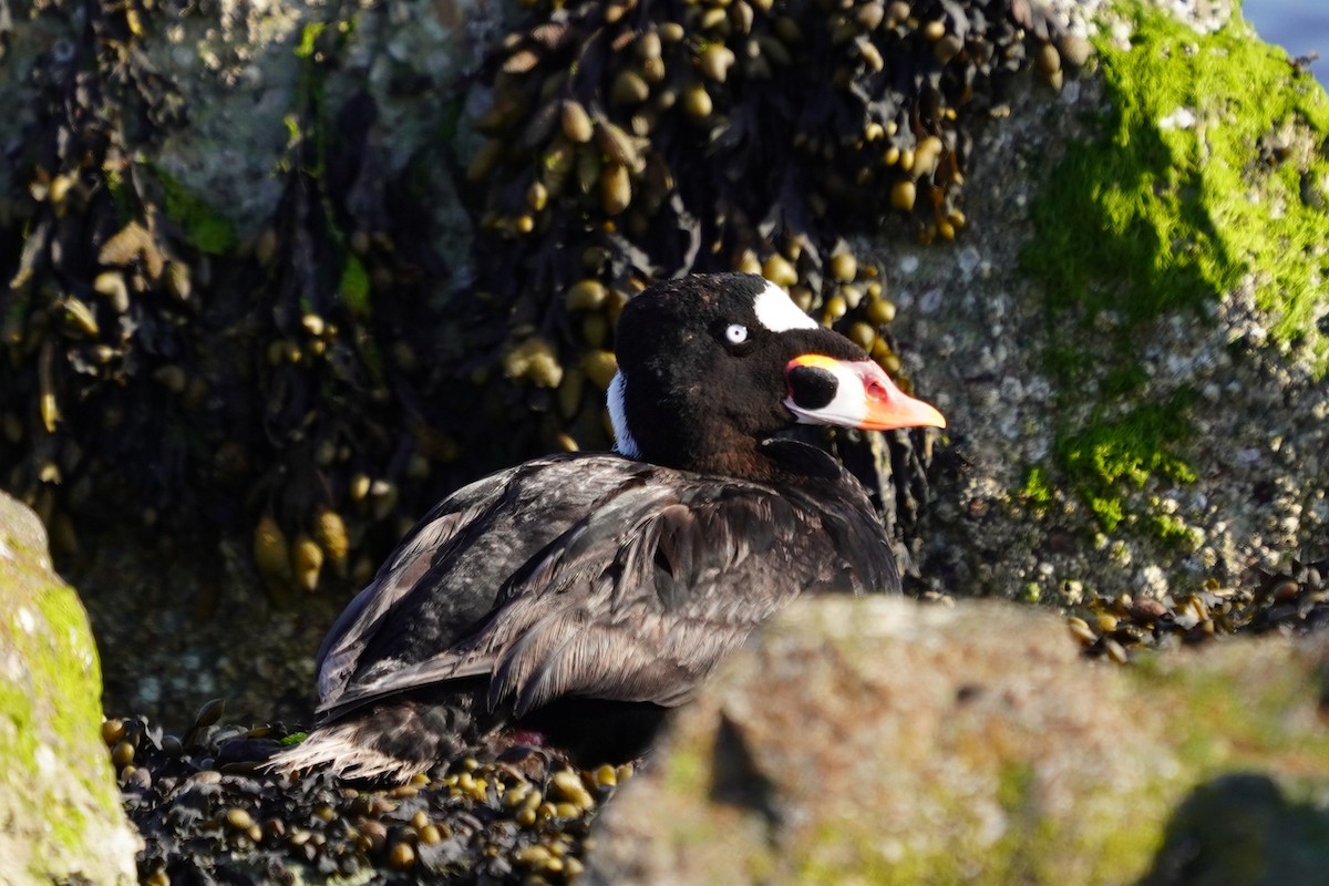 Surf Scoter - ML659221560