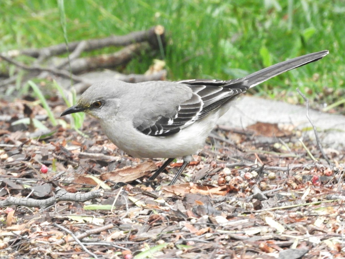 マネシツグミ - ML659221681