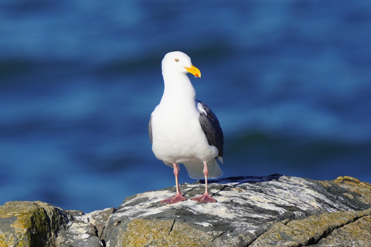 Western Gull - ML659222068
