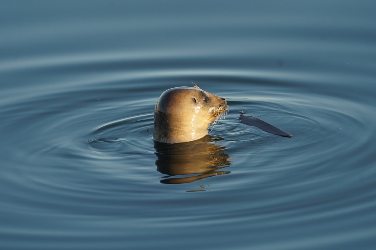 Foca comune - ML659222155