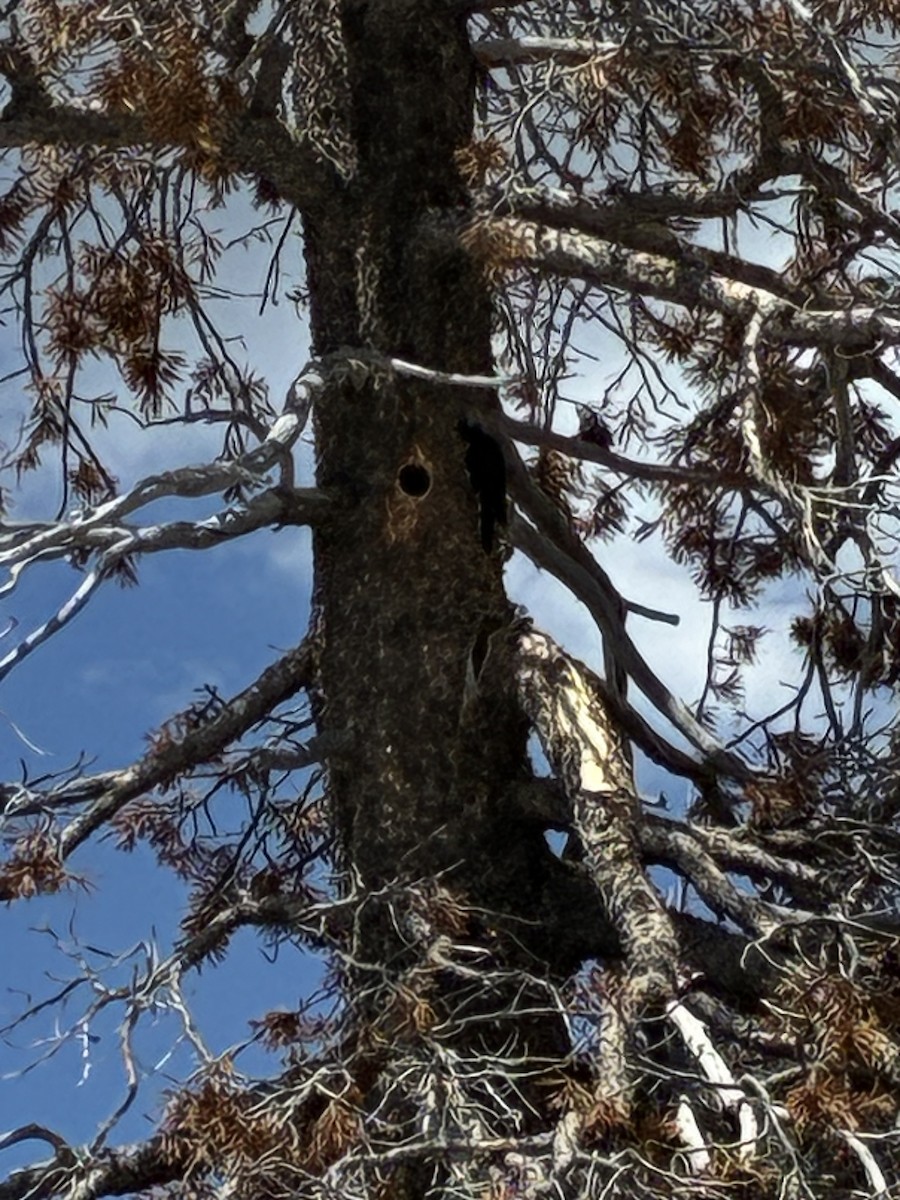 Black-backed Woodpecker - ML659222359