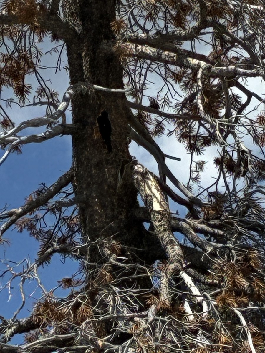 Black-backed Woodpecker - ML659222368