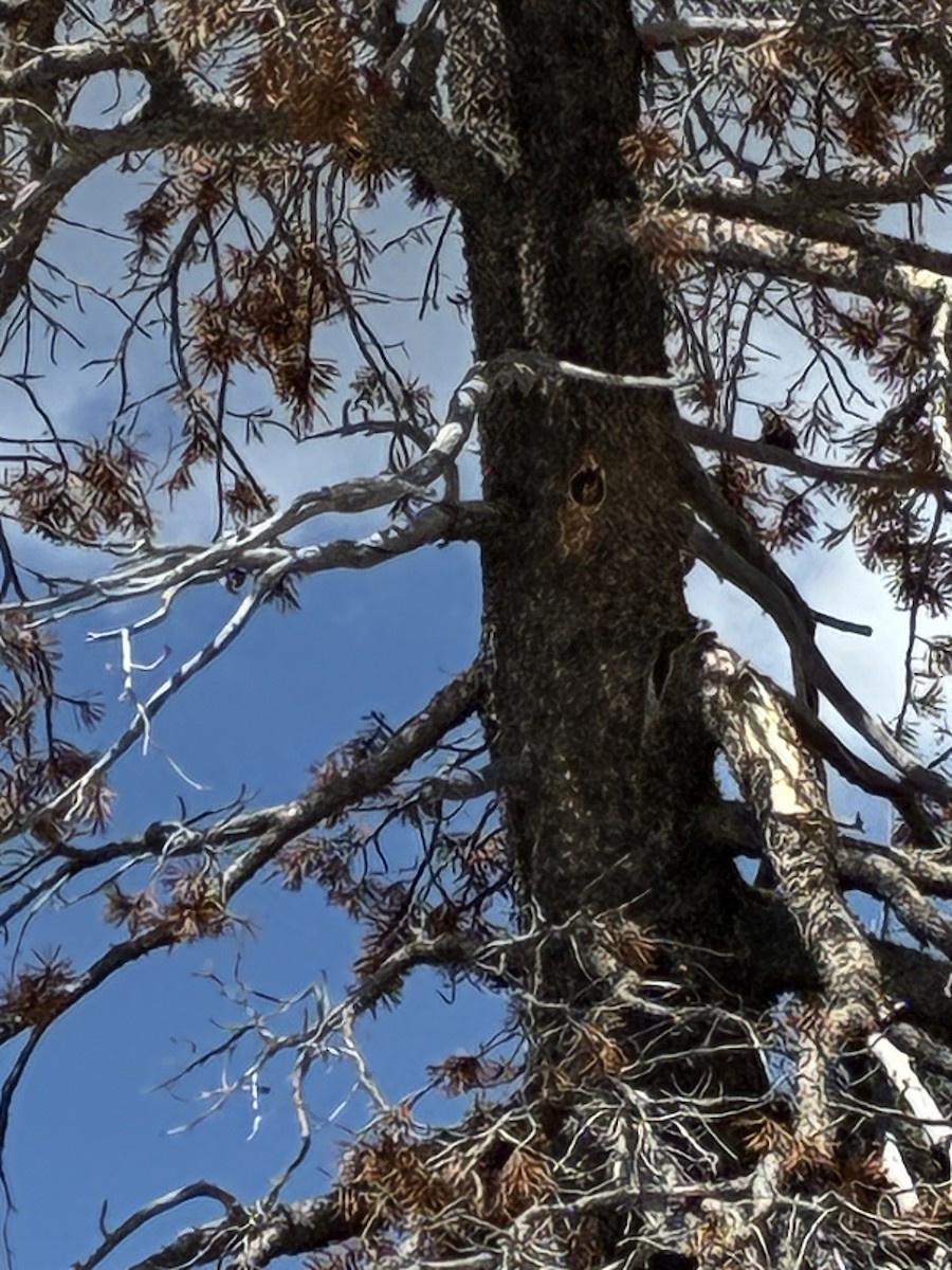 Black-backed Woodpecker - ML659222370