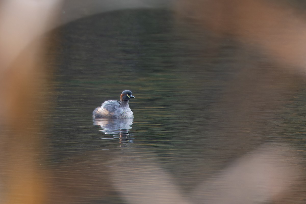 Australasian Grebe - ML659222707