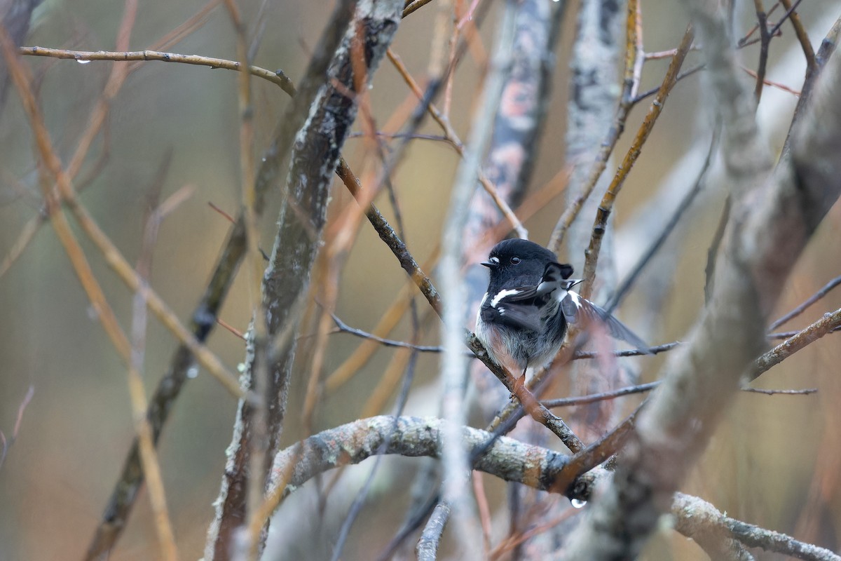 Tomtit (New Zealand) - ML659222709