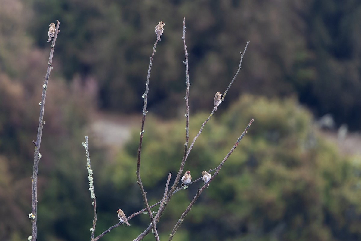 Redpoll (Lesser) - ML659222721