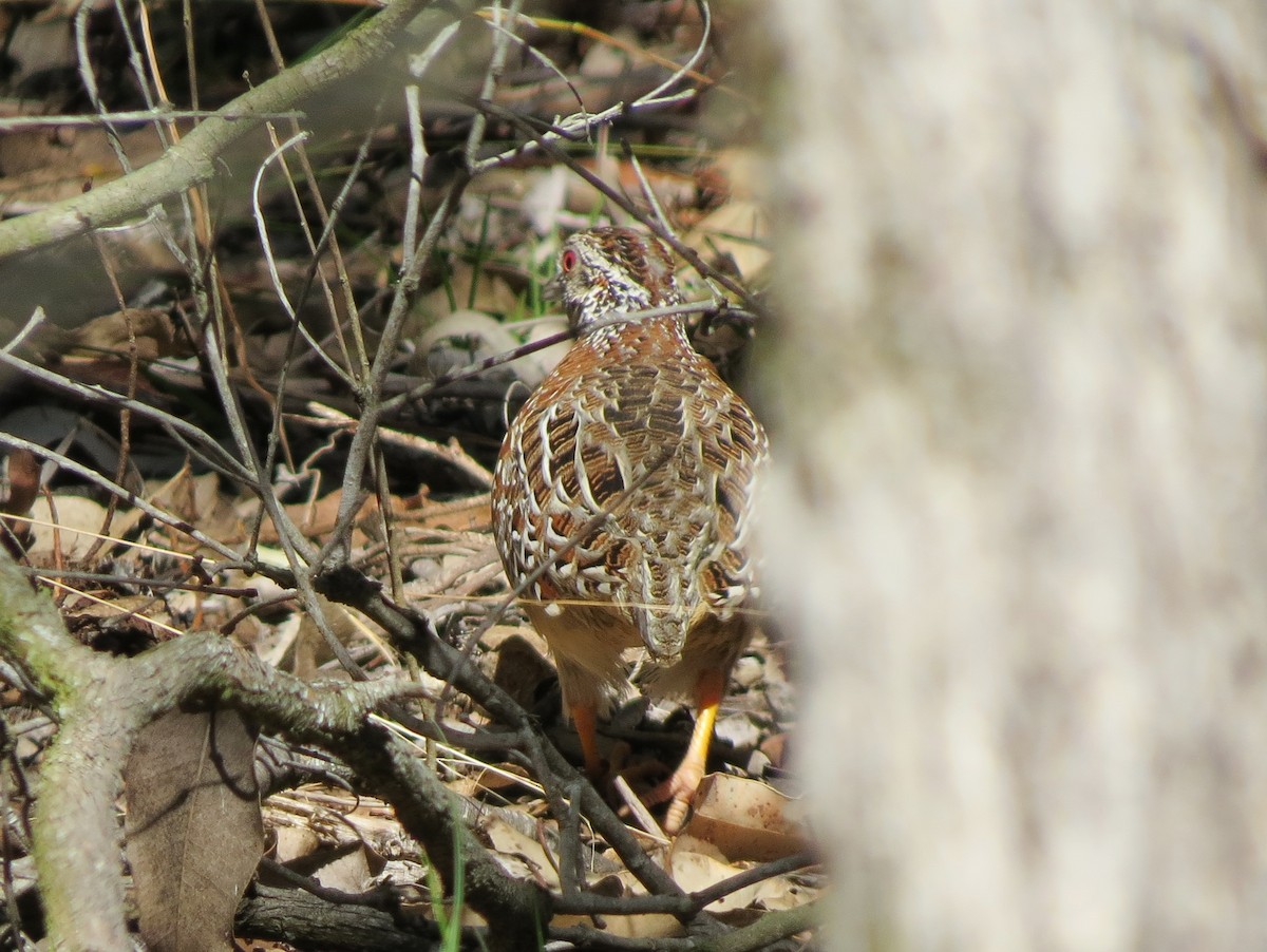 Painted Buttonquail - Glenda Fitzpatrick