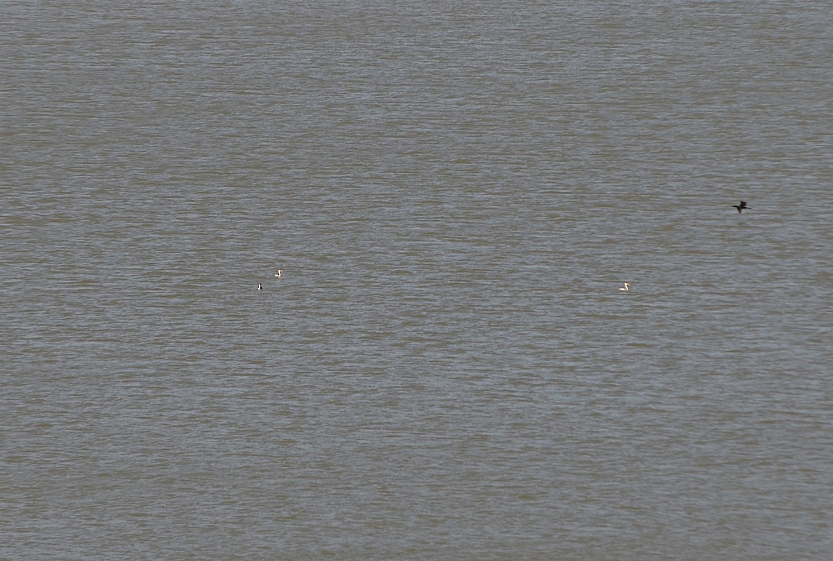 Western Grebe - ML659222890