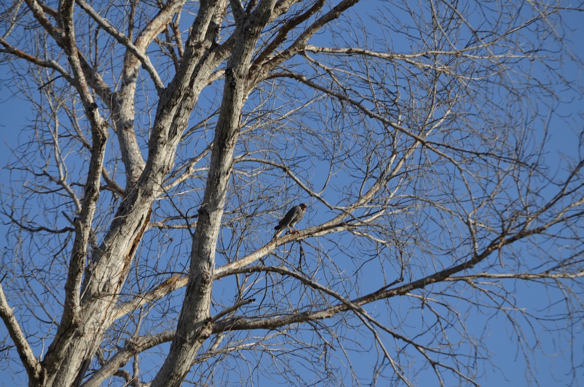 Gray Hawk - ML659222917